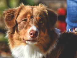 Dog Pet Quadruped