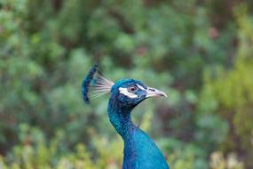 blue Peacock bird Close Up view