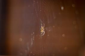 Spider Net Web