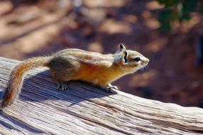 cute squirrel on a log