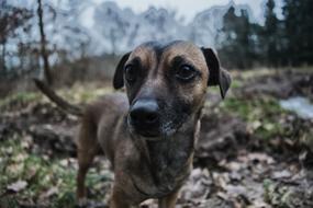 brown dog looking at the camera