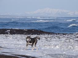 The Pacific Ocean Dog Husky
