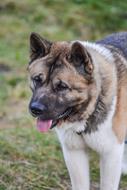dog with his tongue out