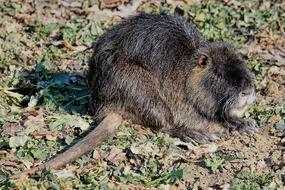Nutria Mammal Animal World