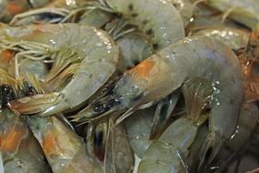 tiger raw shrimp