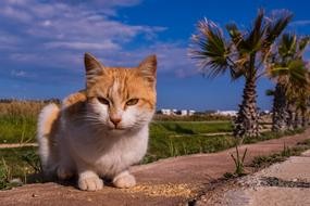 Cat Stray Young
