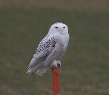 Bird Wildlife Animal