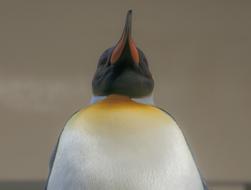 Penguin Emperor Bird