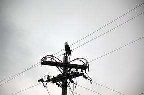 Alaska Eagle Bird