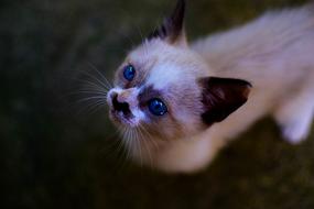 Cute kitten with big blue eyes