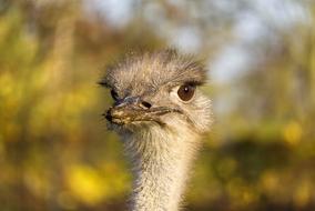 Bouquet Bird Animal