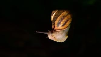 Snail Mollusk Shell