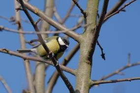Chickadee Bird Tits On The