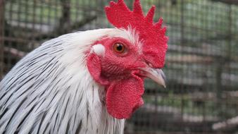 chicken with a red crest