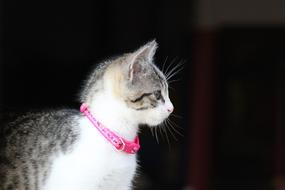 Kitten Cat Animal