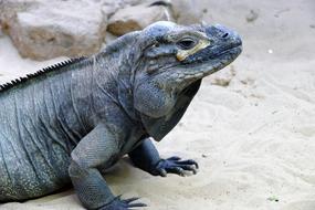 Iguana Reptile Lizard
