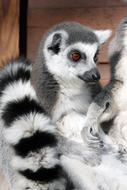 Ring-Tail Lemur Mammal Wildlife