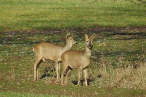 Deer Fallow Wild
