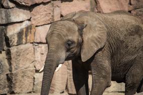 Elephant Mammal Animal