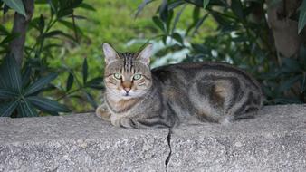 Turkey Cat Animals