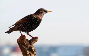 Star Bird Plumage