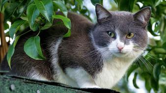 Cat Domestic Cute