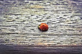 ladybug on wooden ground