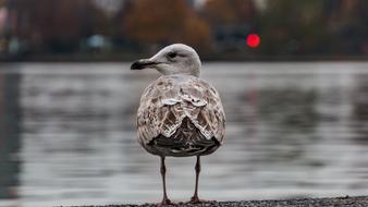 Seagull Alster Hamburg