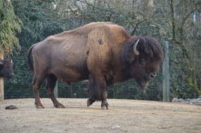 walking buffalo on safari