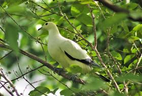Wildlife Bird Nature