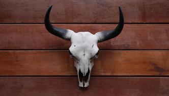 bull head decor on wall