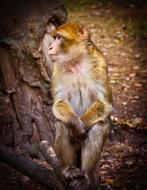 sitting monkey at the stump