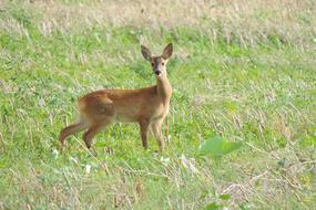 Roe Deer Fallow Grass