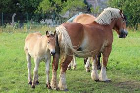 Horses Cold Blooded Animals Foal
