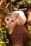 Cat Young Kitten