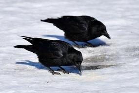 two black crows