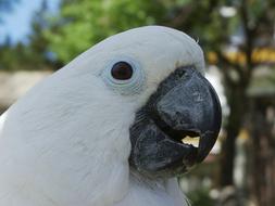 Cockatoo Bird Nature Animal