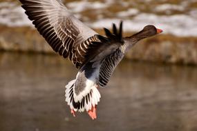 Goose Wild Flying