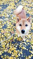 Shiba Inu Ginkgo Biloba Autumn