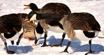Canada Goose Wild Water Bird