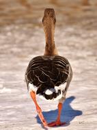 Goose Wild Go