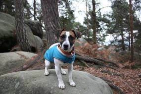 Dog Puppy in Outfit