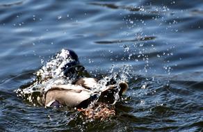 Duck Splashing Spray