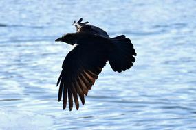 Raven Flying Lake
