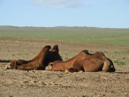 Camel Steppe Desert