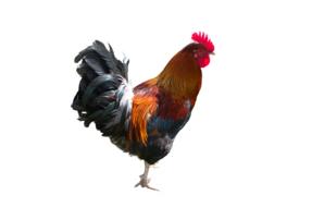 Hahn Animal Poultry