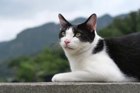 Portrait of Cute black and white cat