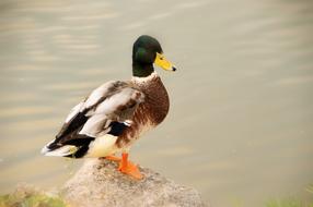 Bird Mallard Duck
