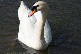 Body Of Water Bird No Person