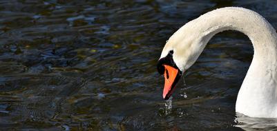 drinking swan in a pond